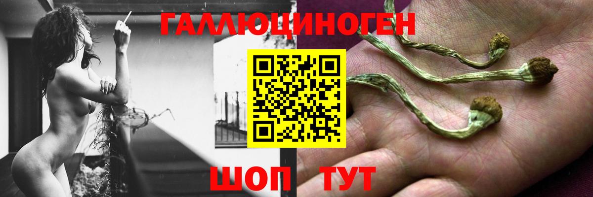 даркнет сайт  Вход с VPN  Каменск-Шахтинский  Псилоцибиновые грибы прущие грибы 